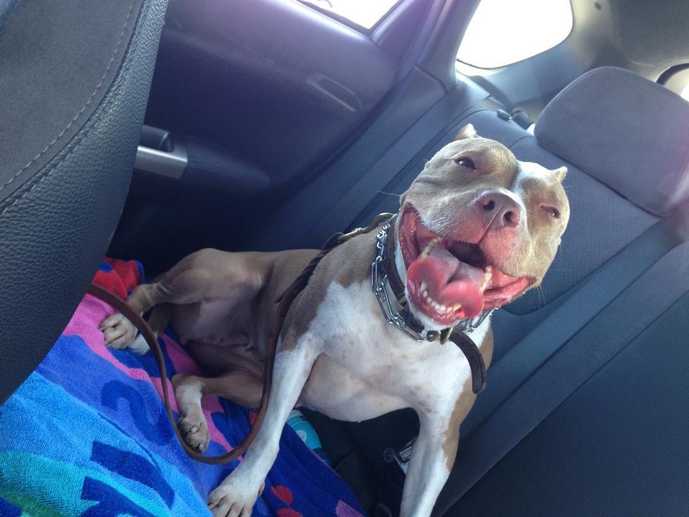 19 Smiling Pit Bulls Who Are Really, Really, Really Happy