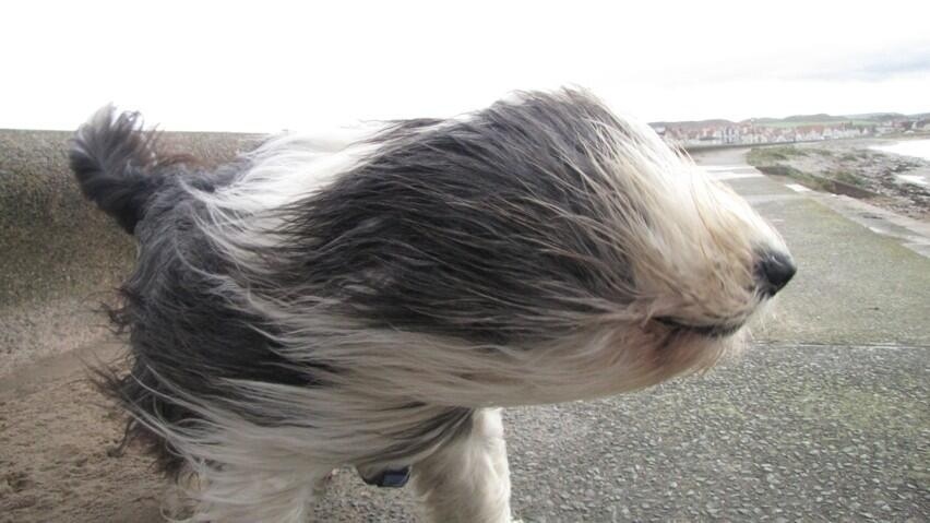 13 Dogs Who Have A Serious Case Of WindFace