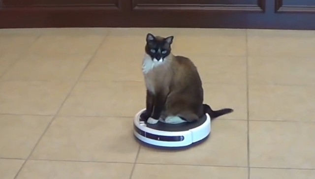 cat in roomba