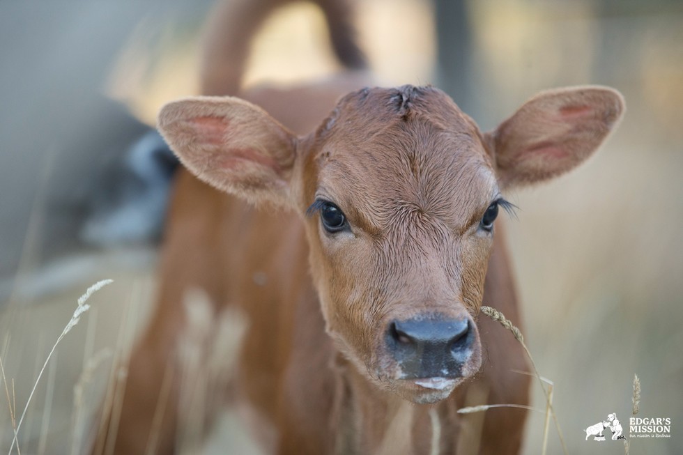 Mother Cow Hides Newborn Baby To Protect Her From Farmer