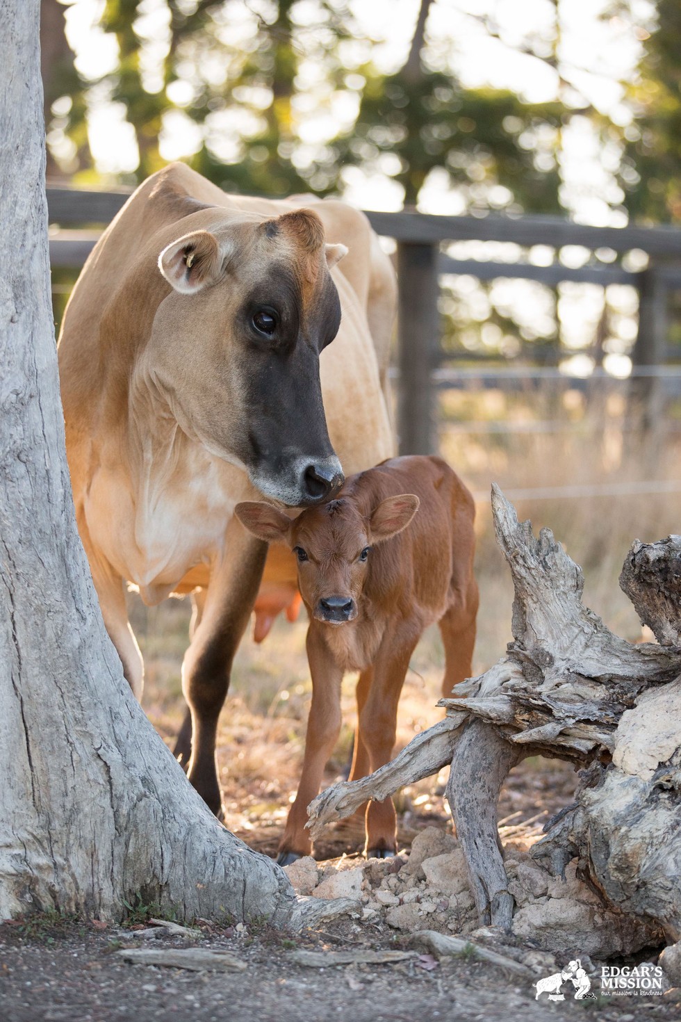 Mother Cow's Reason For Keeping Her Newborn Calf Hidden Will Break Your