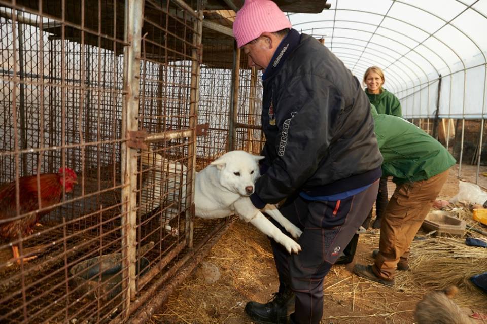 Dogs Saved From Meat Farm Get Therapy To Recover From Trauma