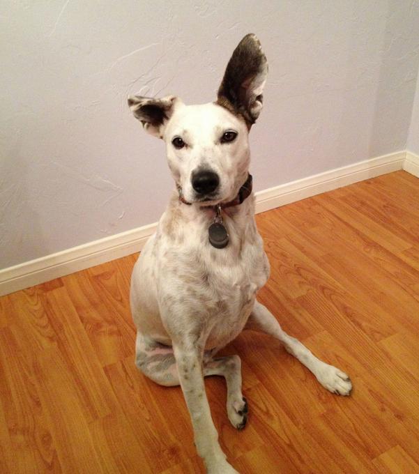 Cane With 3 Legs at Pauline Camarena blog