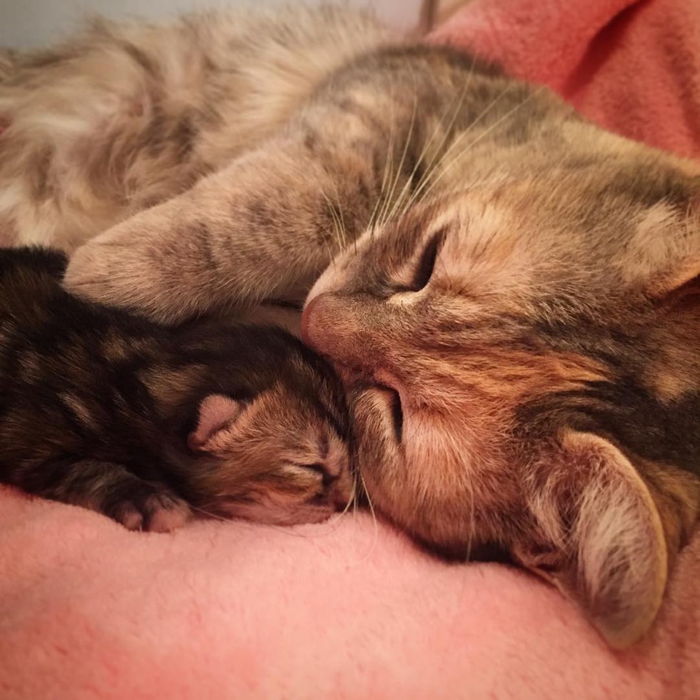 Woman Showed Frightened Pregnant Cat Love, Now She Loves Her Babies the