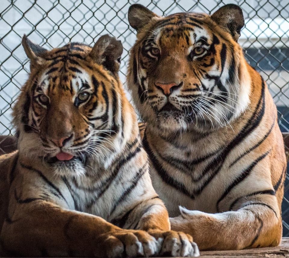 Rescue Tiger Siblings Are So Close They Can't Even Sleep Without Each Other