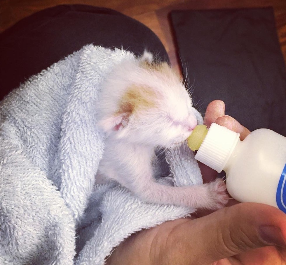 Newborn Kitten Found in Parking Lot Purrs in Her Rescuer's Arms Love Meow