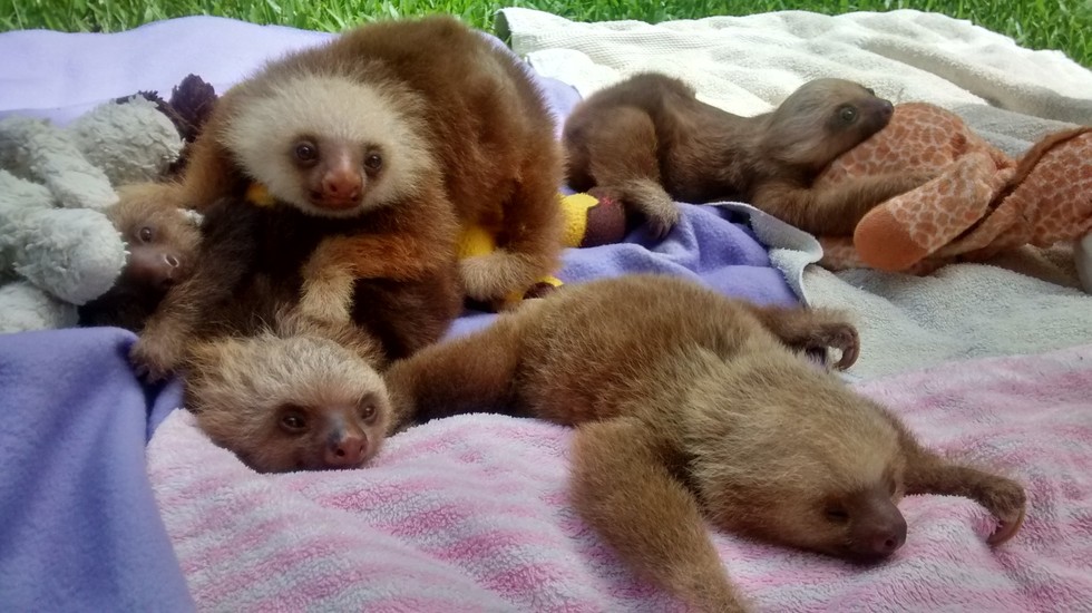 Famous Sloth Sanctuary Is A Nightmare For Animals, Ex-Workers Say