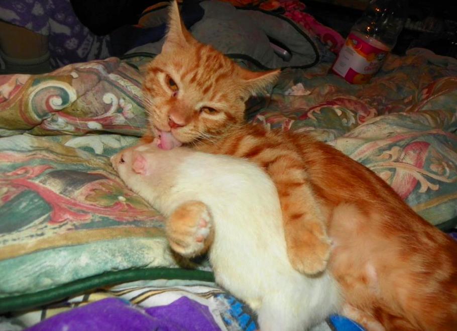 21 Cats And Rats Who Know It's Better To Be Friends Than Enemies