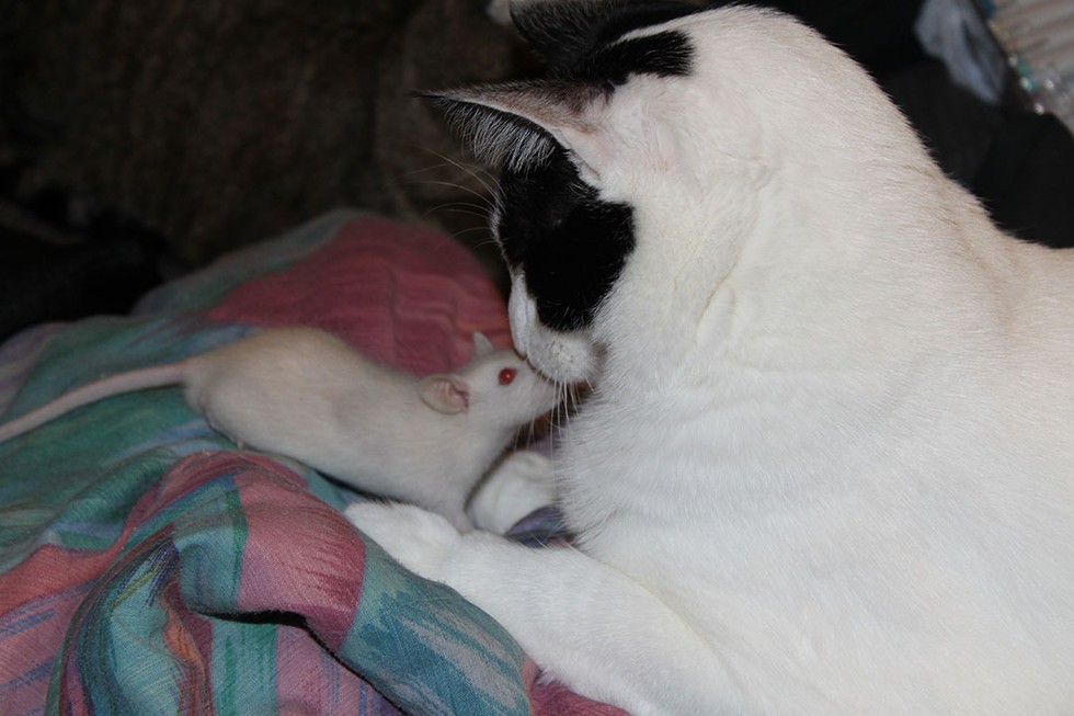 21 Cats And Rats Who Know It's Better To Be Friends Than Enemies