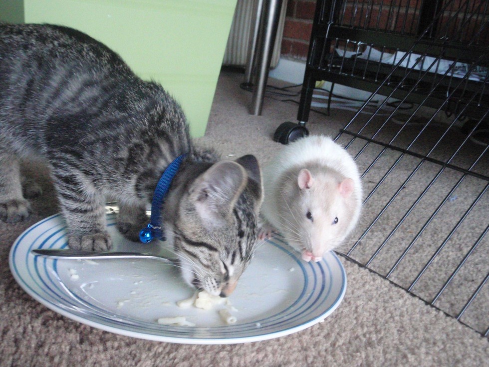 21 Cats And Rats Who Know It's Better To Be Friends Than Enemies