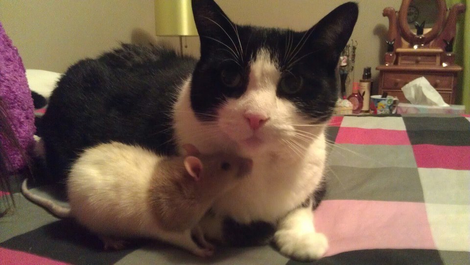 21 Cats And Rats Who Know It's Better To Be Friends Than Enemies