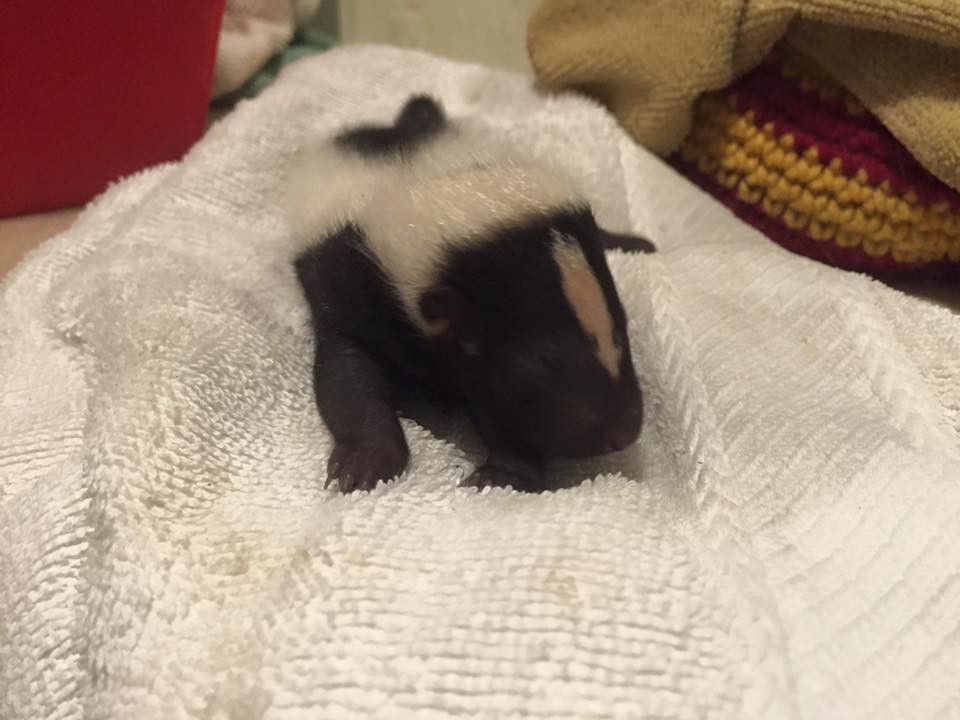 Family Tears Down Its House To Save Baby Skunks Trapped Underneath