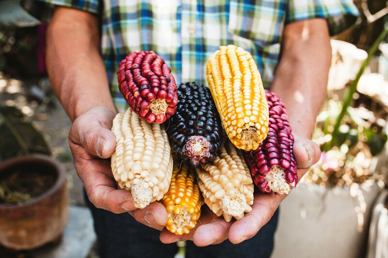 photo of Webinar: GMO corn & glyphosate: New evidence from Mexican scientists (in English and Spanish) image