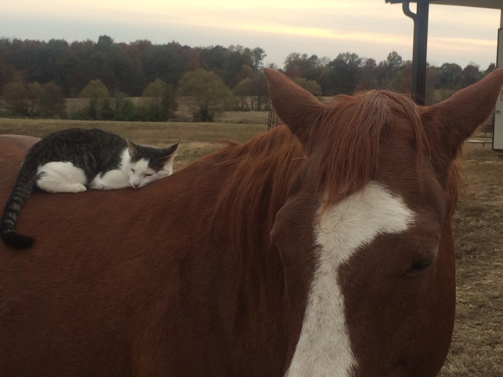Cat Has Loved His Horse Ever Since He Was A Kitten