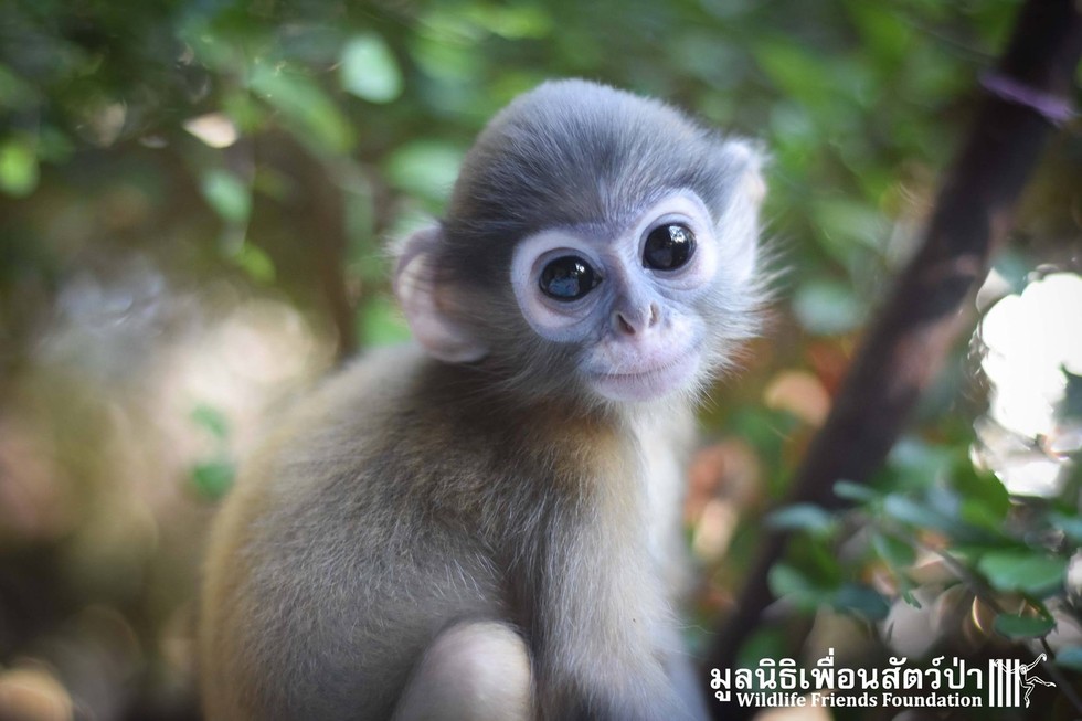 Baby Monkeys Who Lost Their Moms Take Comfort In Each Other