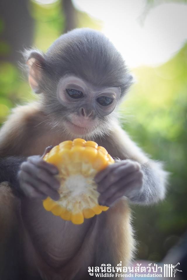monkeys strong together monkeys strong together