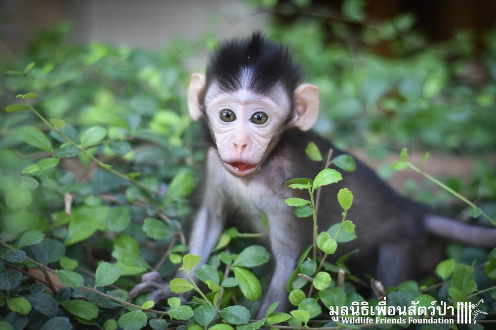 Baby Monkeys Who Lost Their Moms Take Comfort In Each Other