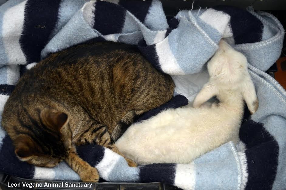 гладить кошку. котенок лежит. солевая кошка. сонный кот. котенок лежит на спине.