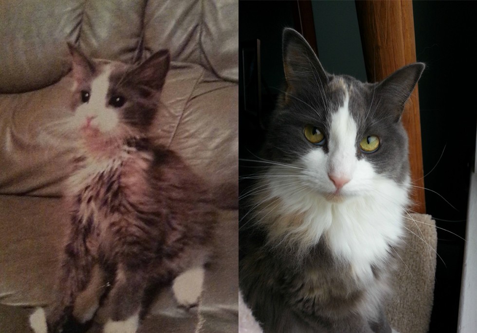29 Before And After Photos Show What Love Does To Cats Meowingtons