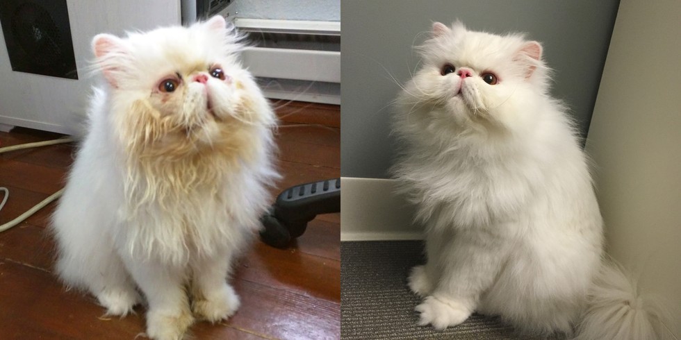 29 Before And After Photos Show What Love Does To Cats Meowingtons