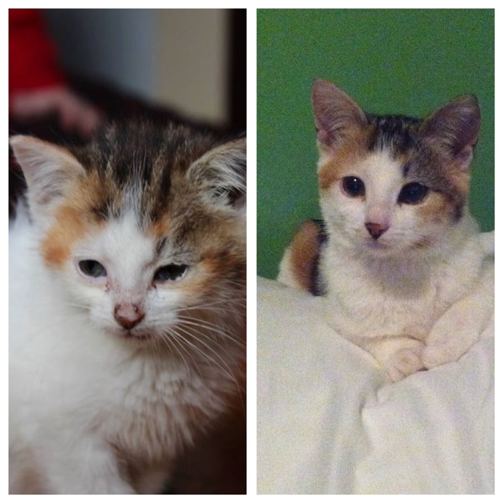 29 Before And After Photos Show What Love Does To Cats