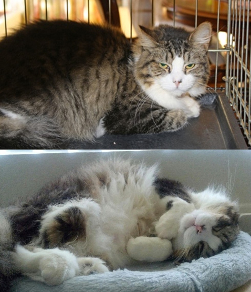 29 Before And After Photos Show What Love Does To Cats