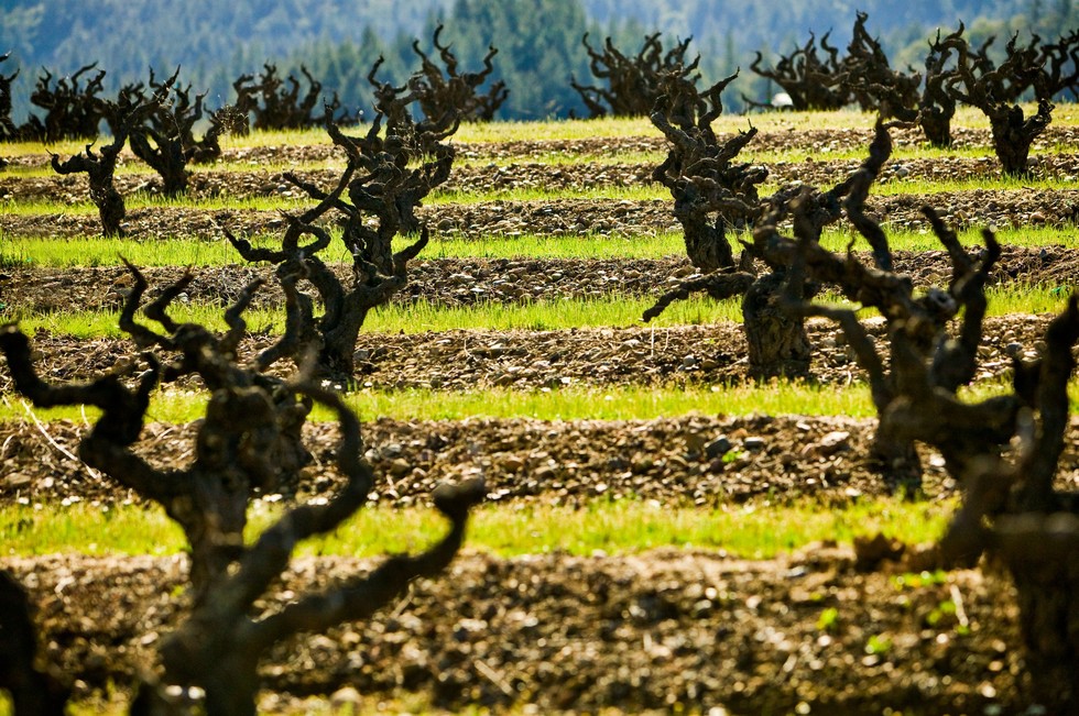 5 Vineyard Hikes That Are Just as Fun as Drinking Wine 7x7 Bay Area