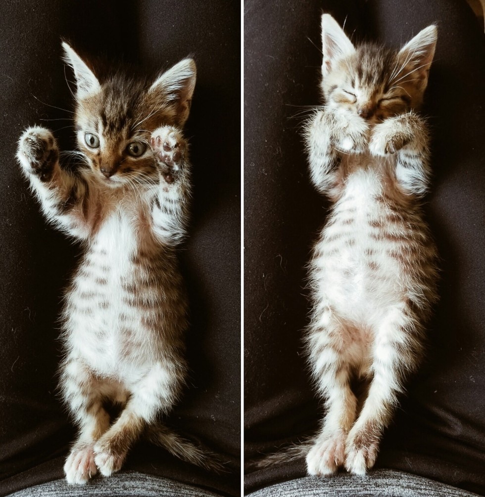 They Heard Meows of Struggle and Found a Tiny Runt in the Garden Love