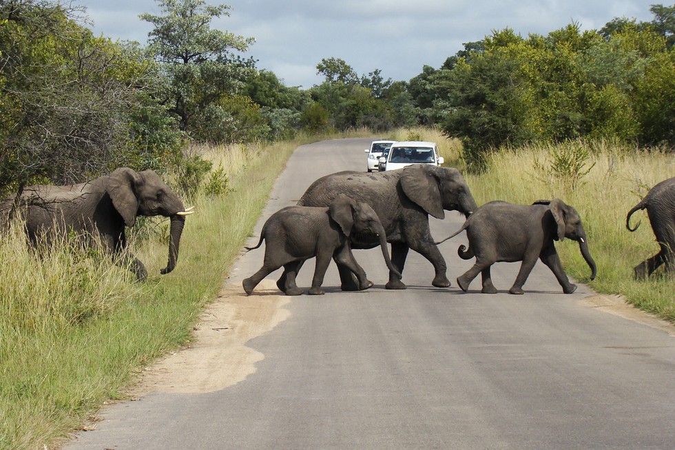 23 Glorious Pictures Of Elephants Running Free