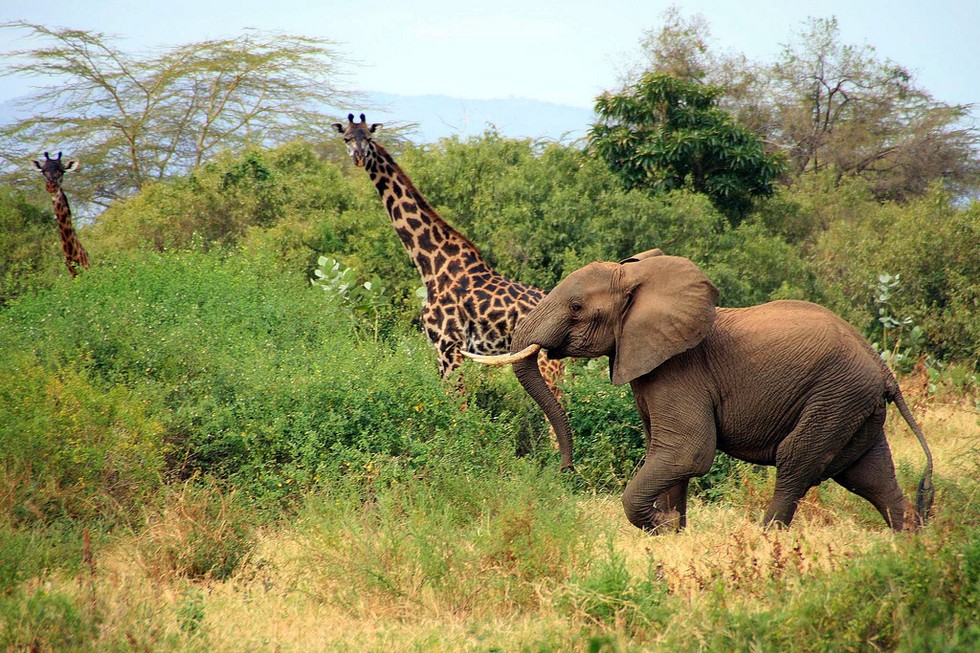 23 Glorious Pictures Of Elephants Running Free