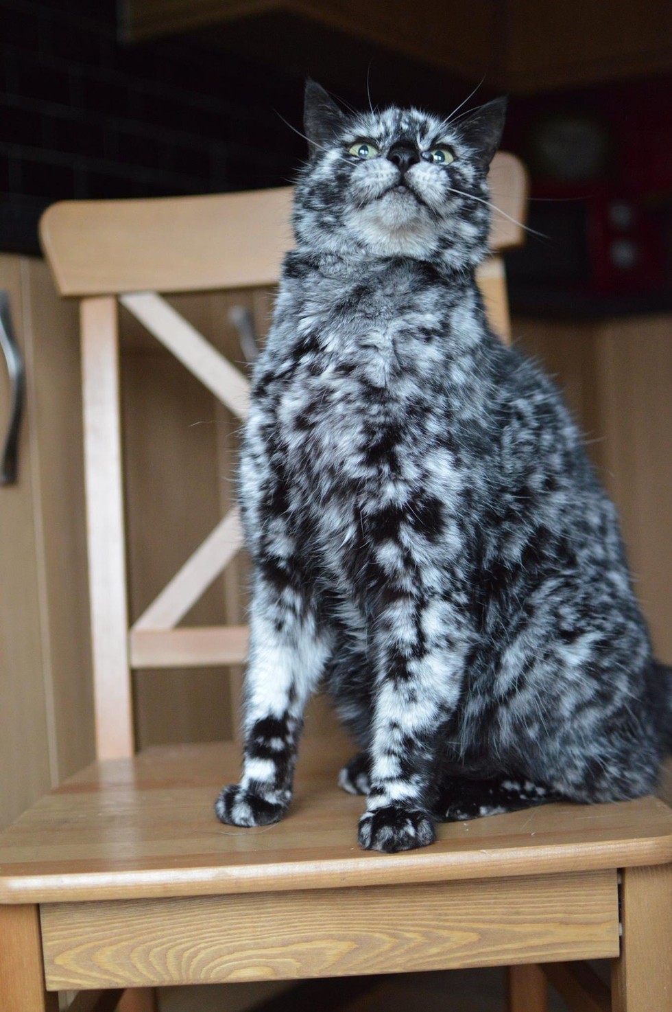 Scrappy Born a Black Cat  Now Turning White due to Vitiligo 