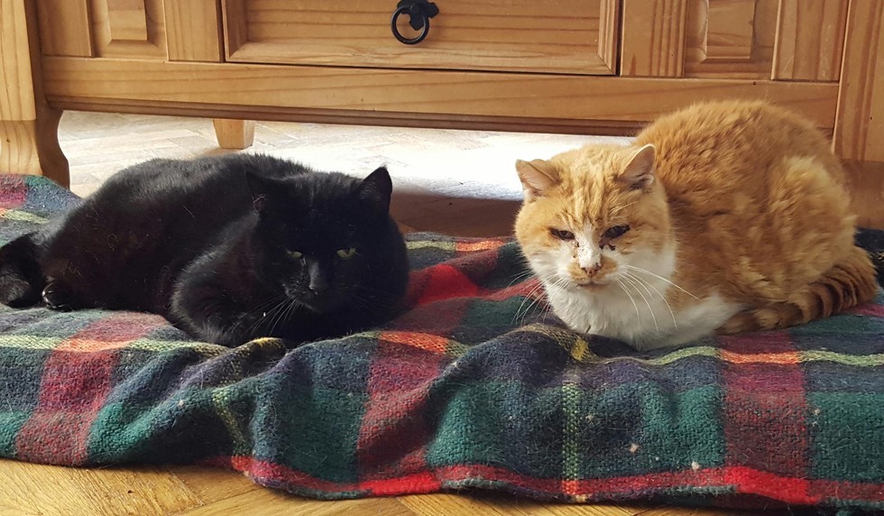 Two Senior Cats, 19 and 15, Find Each Other After They Lost Their ...