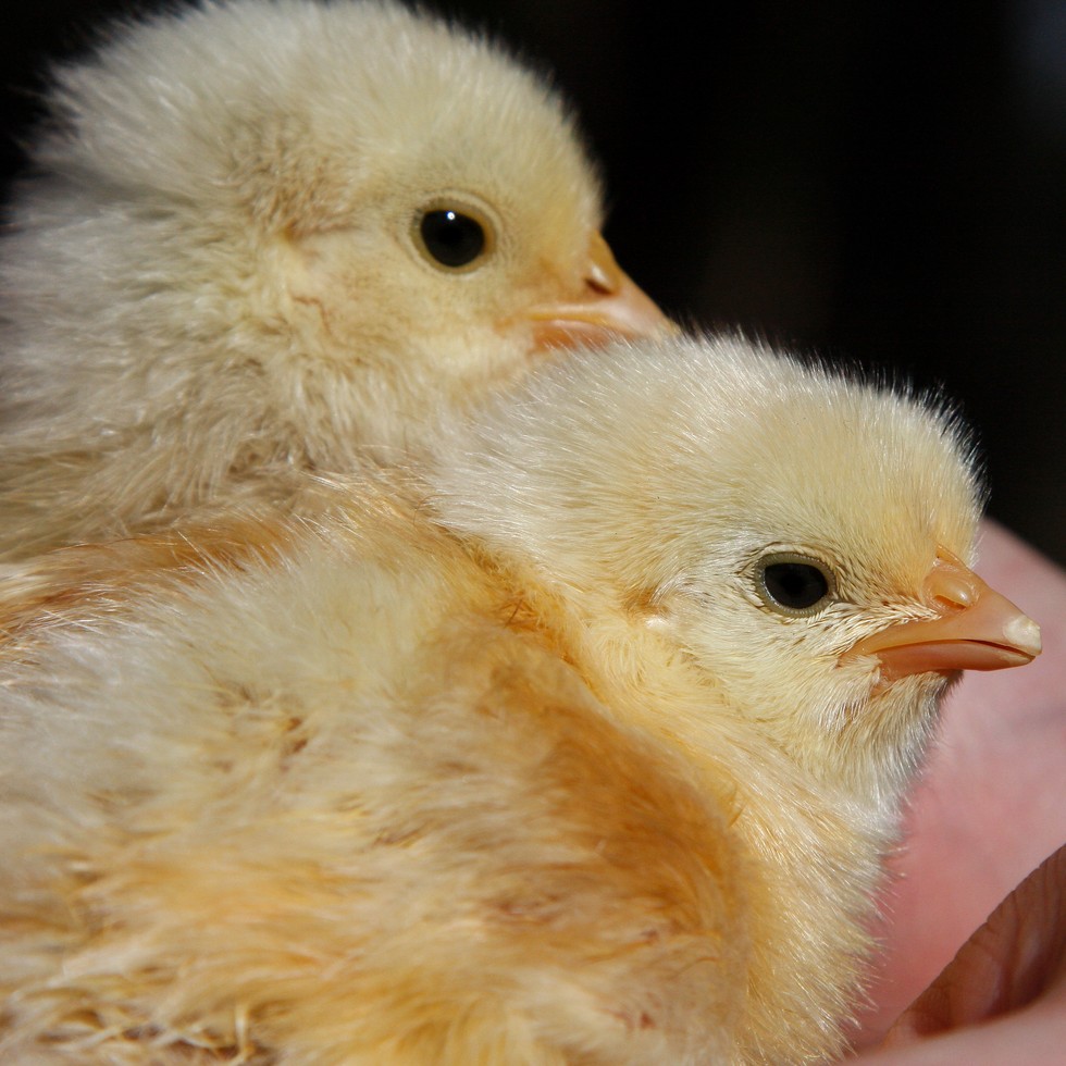 No One Wants To Do This Job That Kills 6,000 Chicks Per Day