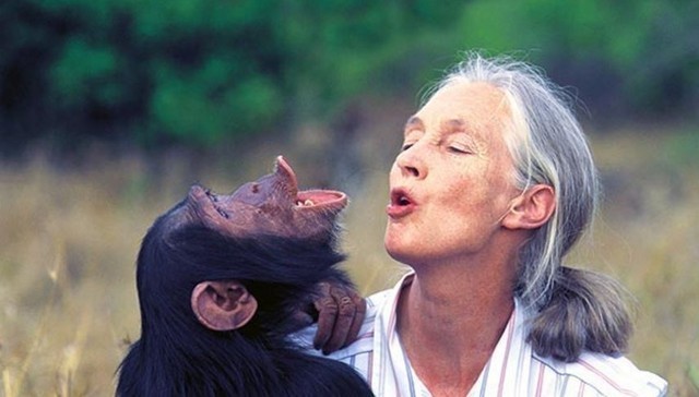 jane goodall chimpanzee documentary
