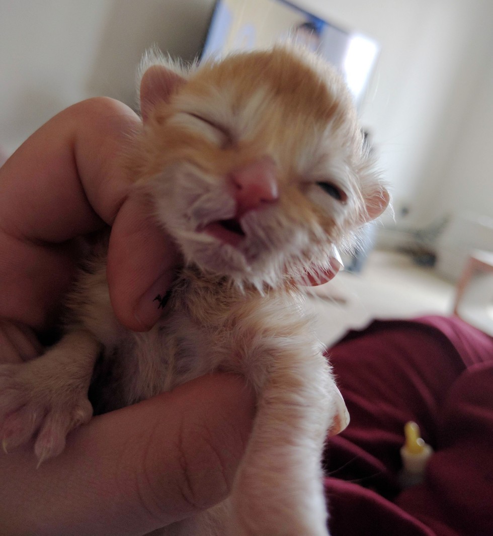 Weighing a squirmy kitten is - National Kitten Coalition