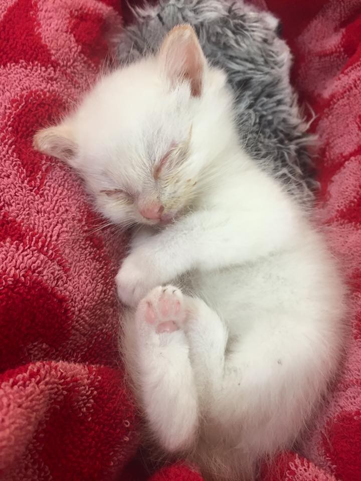 Tiny Kitten Rescued Off the Street, Feels Love for the