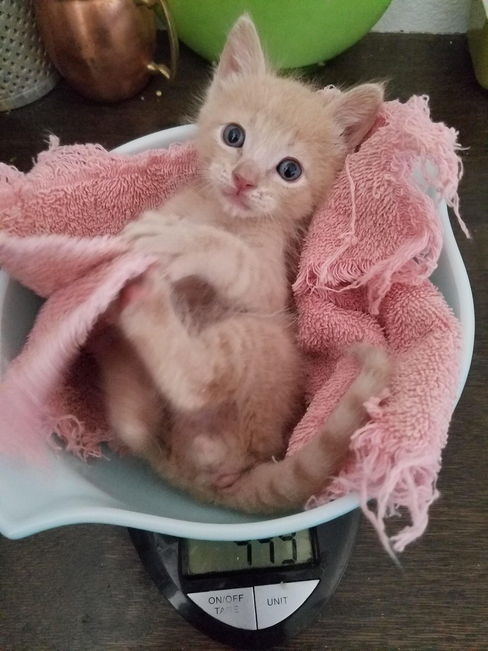 Adorable Purrito Weighing Session for Tiny Kitten