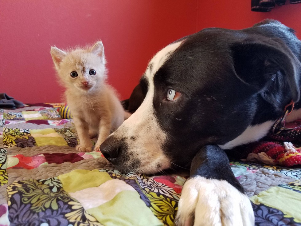 Adorable Purrito Weighing Session for Tiny Kitten