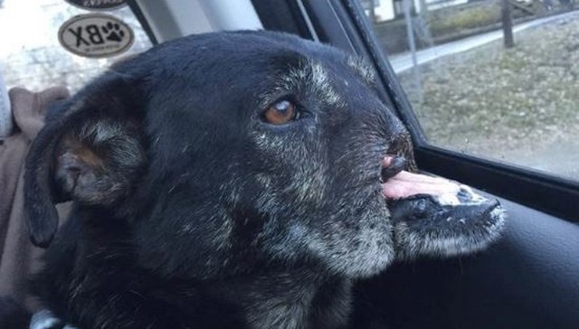 Dog Who Lost His Nose Is Still Waiting For Someone To Love Him