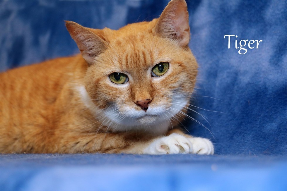 25yearold Cat Gets Adopted to Live Out the Best of Her Life Love Meow