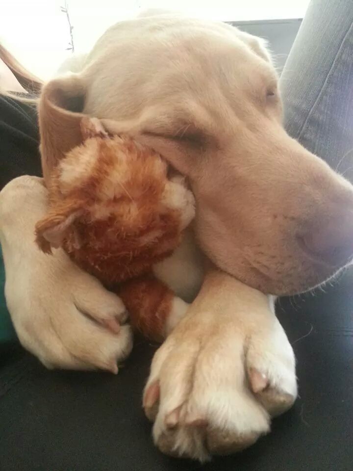 dogs and their stuffed animals