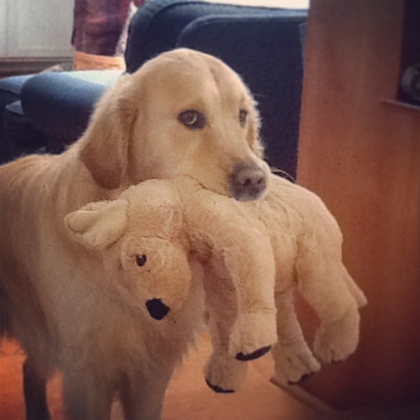 16 Dogs Who Are Best Friends With Their Stuffed Animals