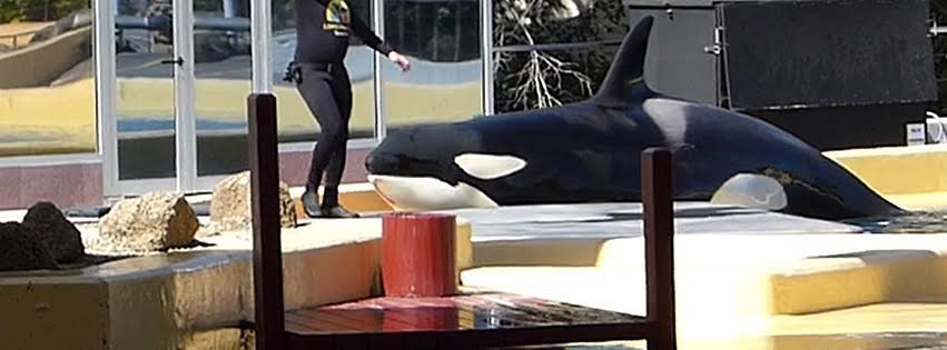 SeaWorld Orca Beaches Herself AGAIN In New Video