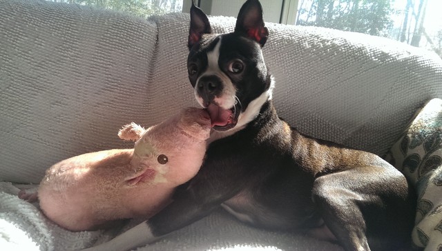 dogs and their stuffed animals