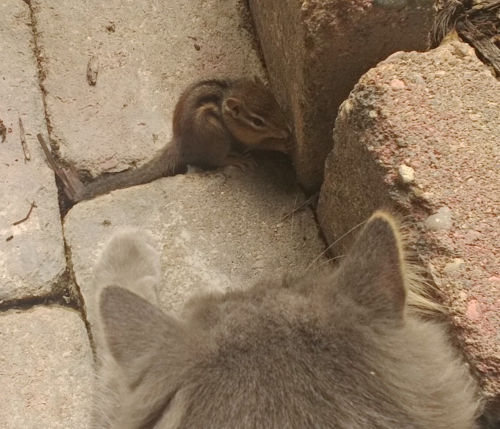 Cat Makes Friends with a Chipmunk in These Cute Photos Love Meow