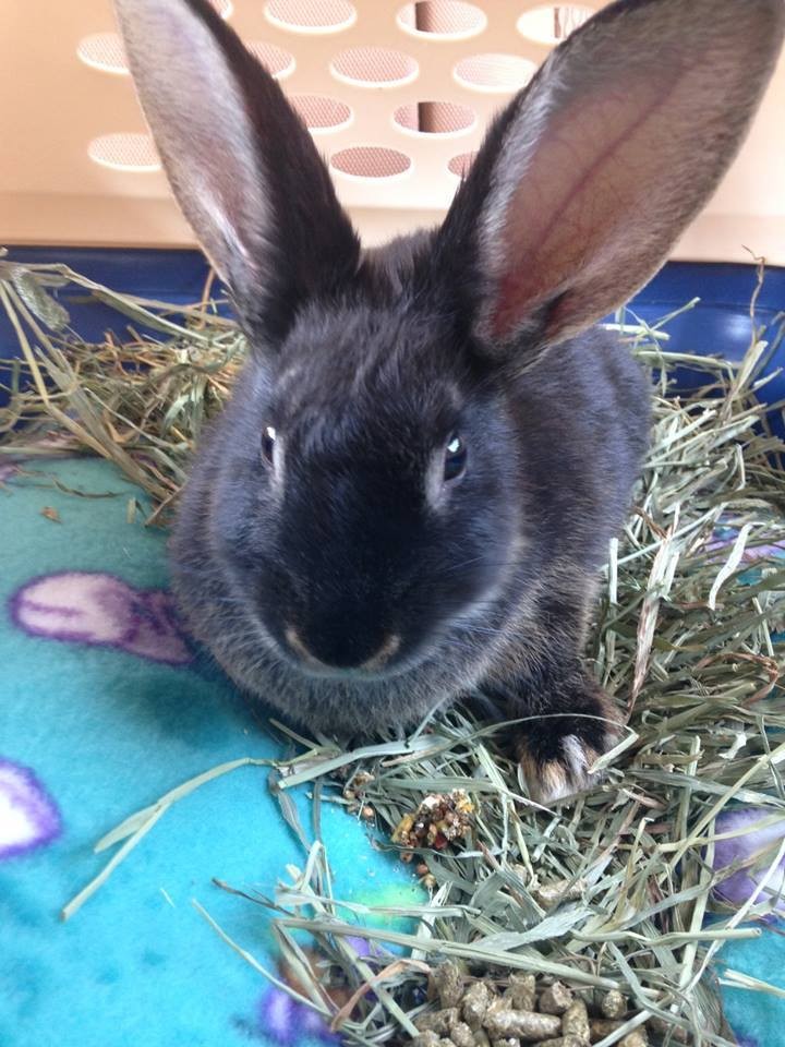 Rabbit Abused In Viral Video Is Now Showered With Gifts