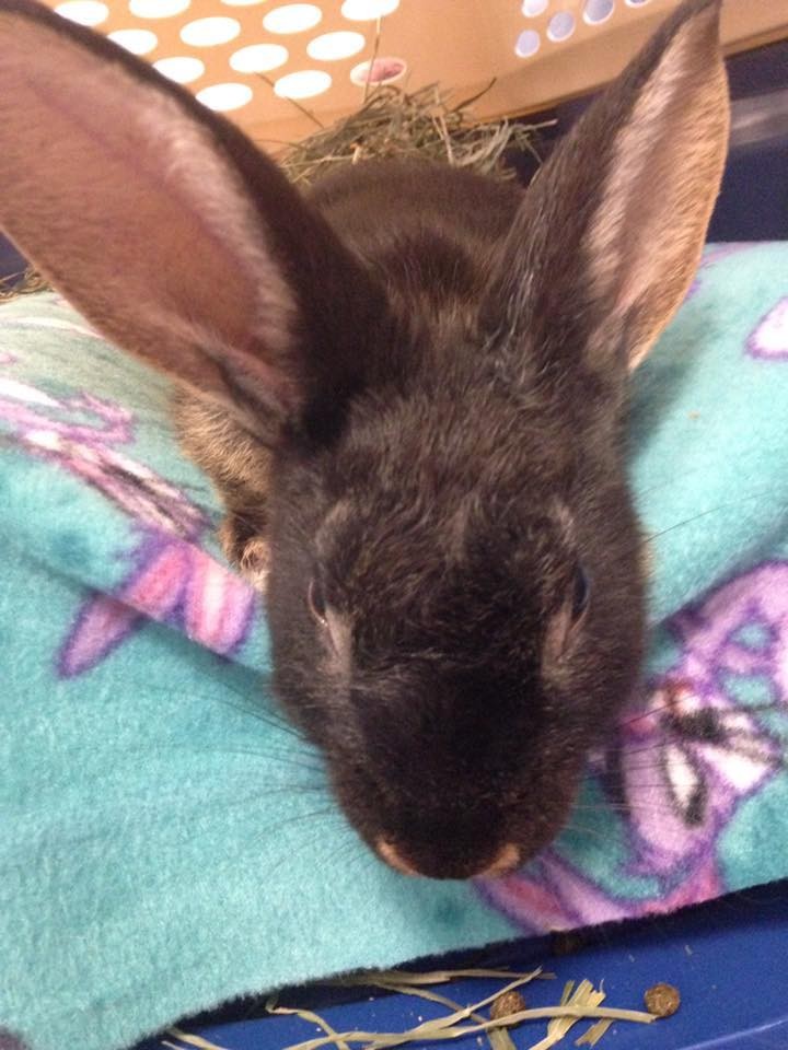 Rabbit Abused In Viral Video Is Now Showered With Gifts