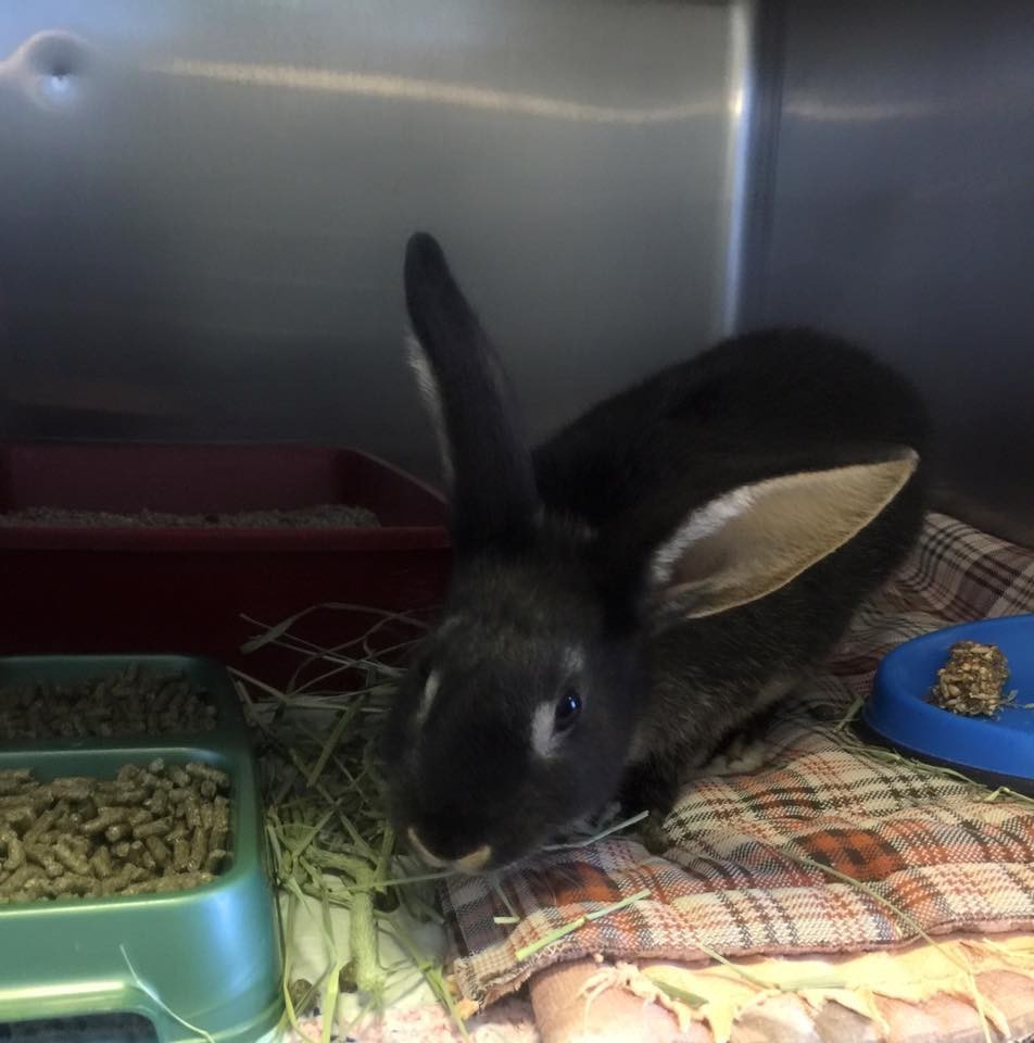 Rabbit Abused In Viral Video Is Now Showered With Gifts