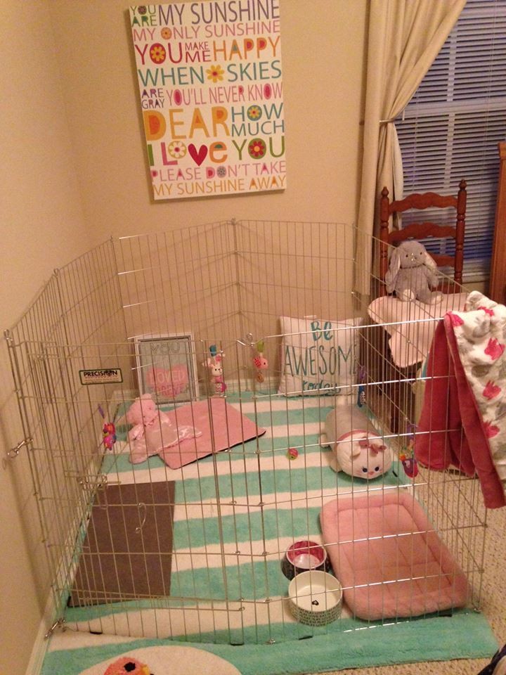 Rabbit Abused In Viral Video Is Now Showered With Gifts