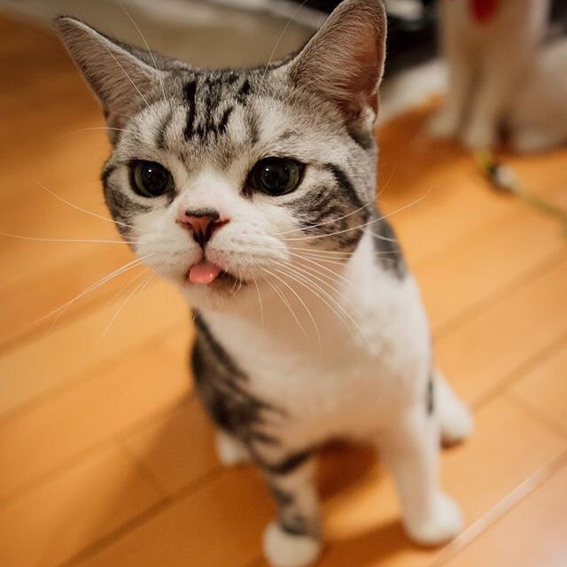 cat-sticking-tongue-out-kitties-pinterest